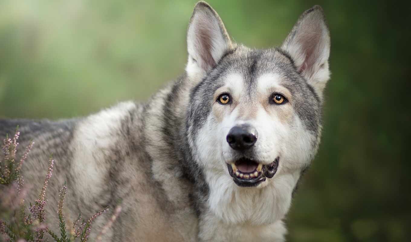 собака, time, порода, который, волк, характер, feature, внешний, волчий, volkosob, чехословацкие