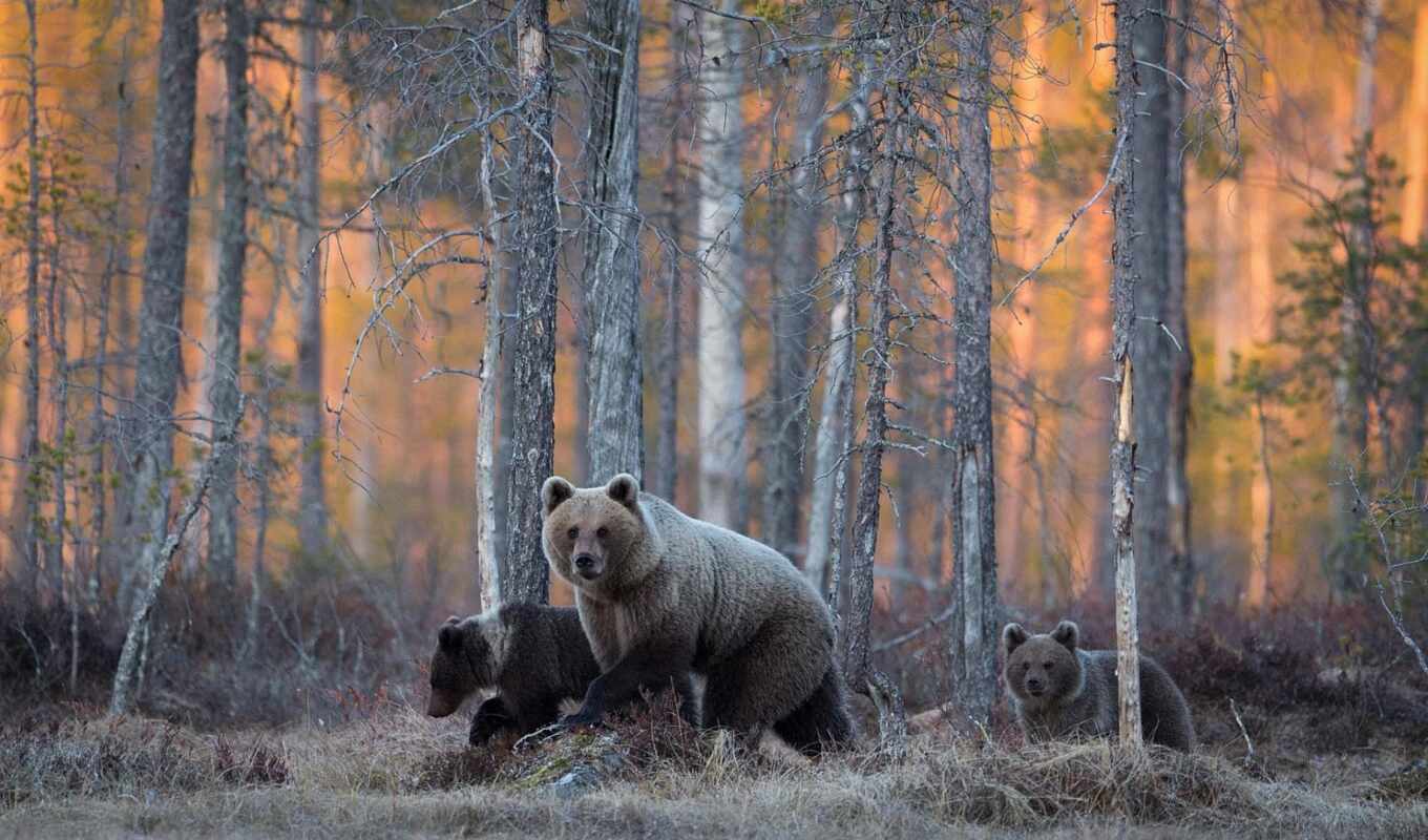 природа, лес, wild, медведь, animal, vyrubok