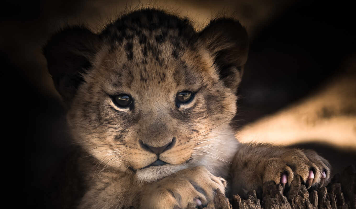 cute, lionoke