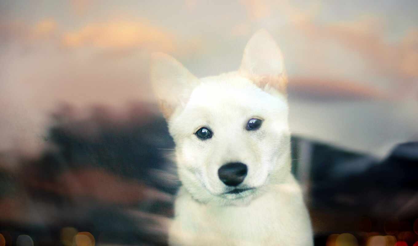 взгляд, white, pic, собака, щенок, side, per, ina, sempre
