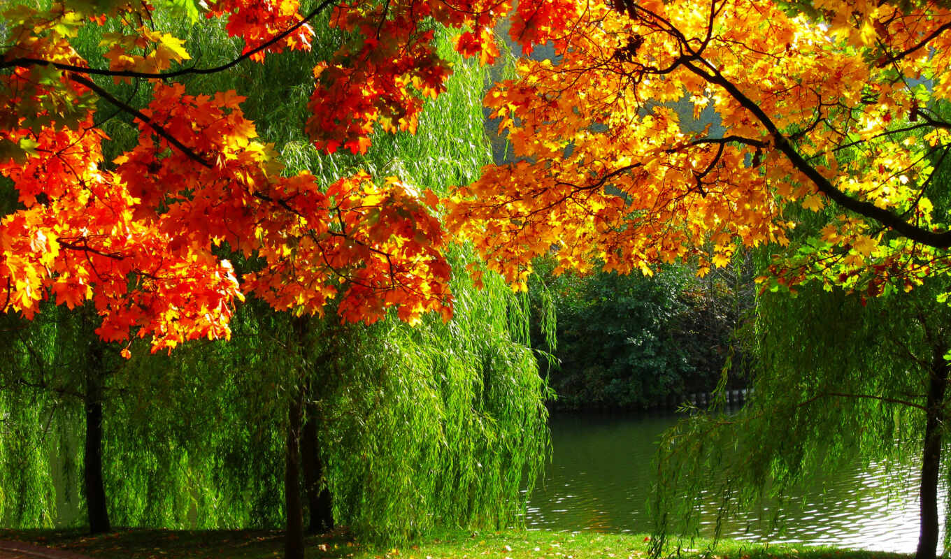 nature, golden, autumn