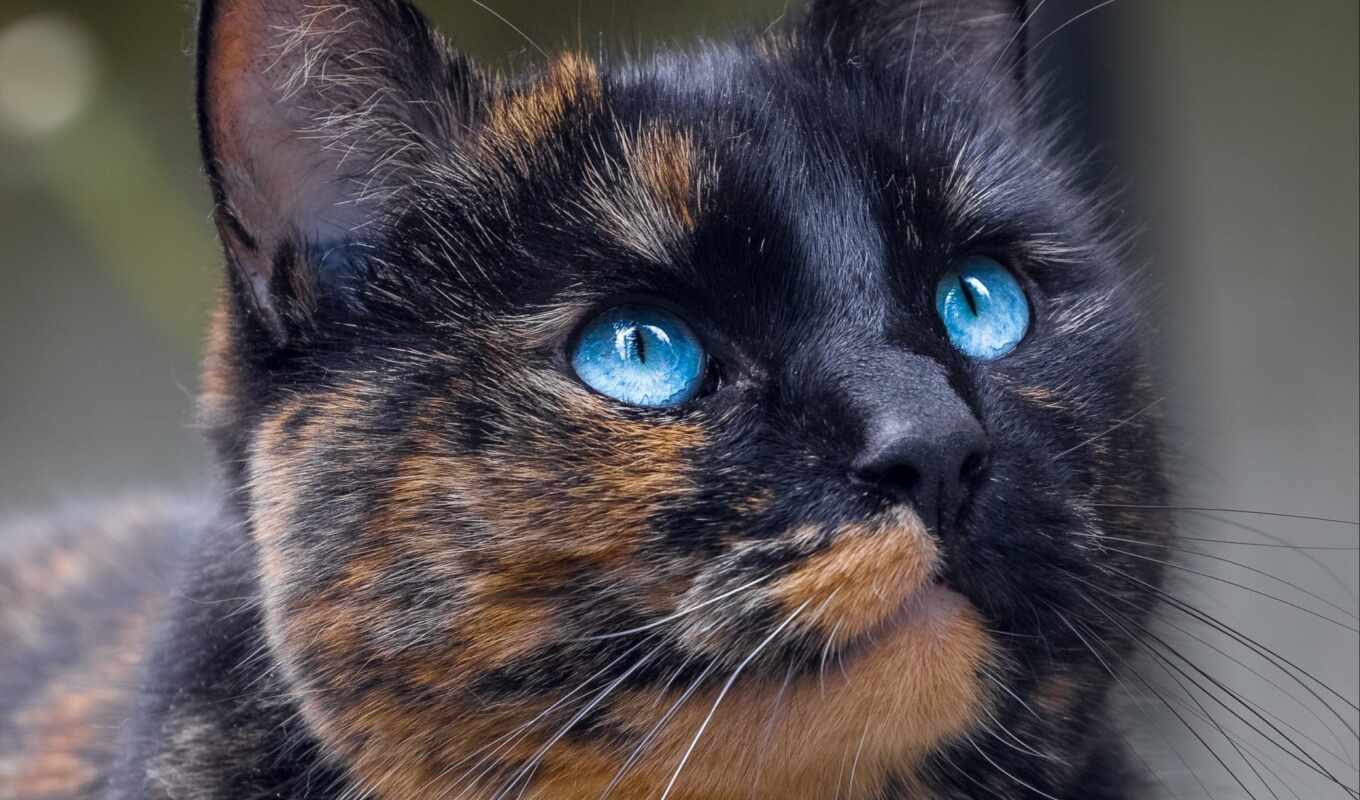 blue, картинка, глаз, кот, найти, тыс, окрас, im-gene, cherepahovyi