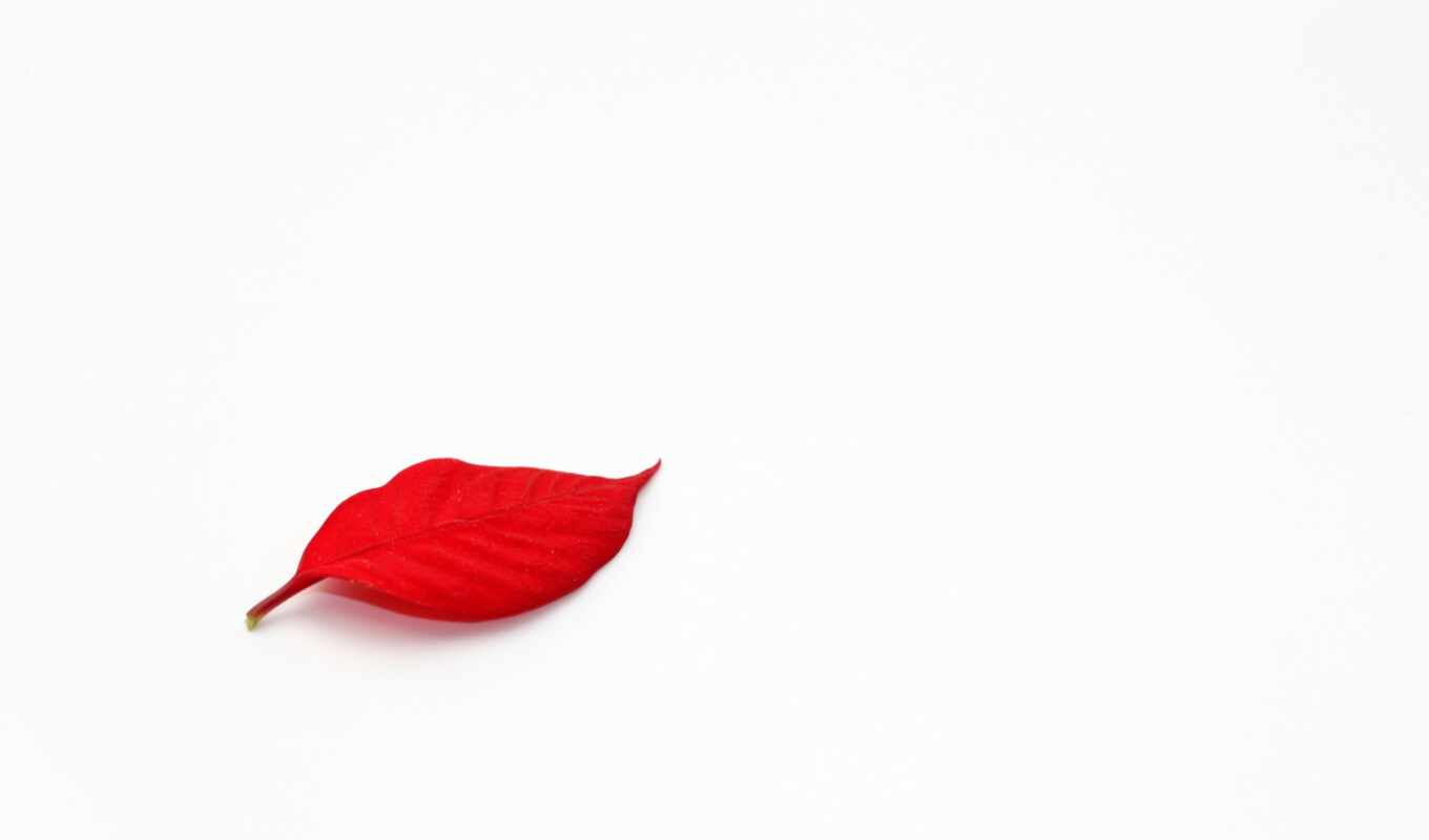 white, background, picture, simple, red, to find, minimalism, leaf, thous
