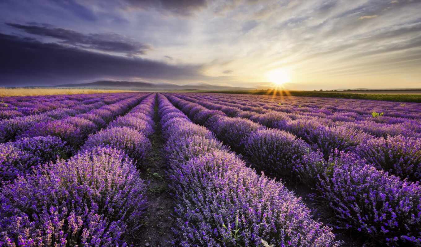 nature, flowers, purple, field, lavender