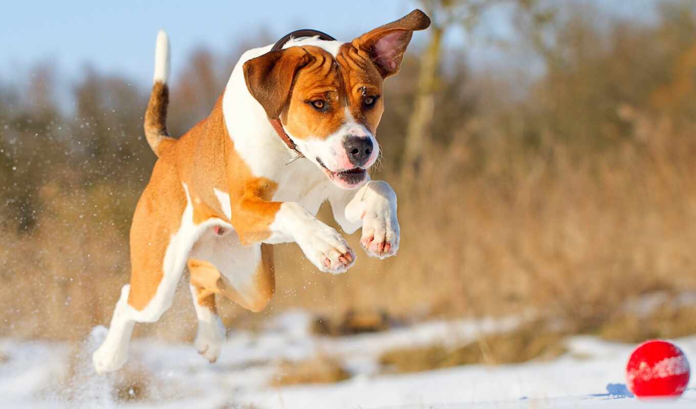 собака, друг, мяч, run, pet