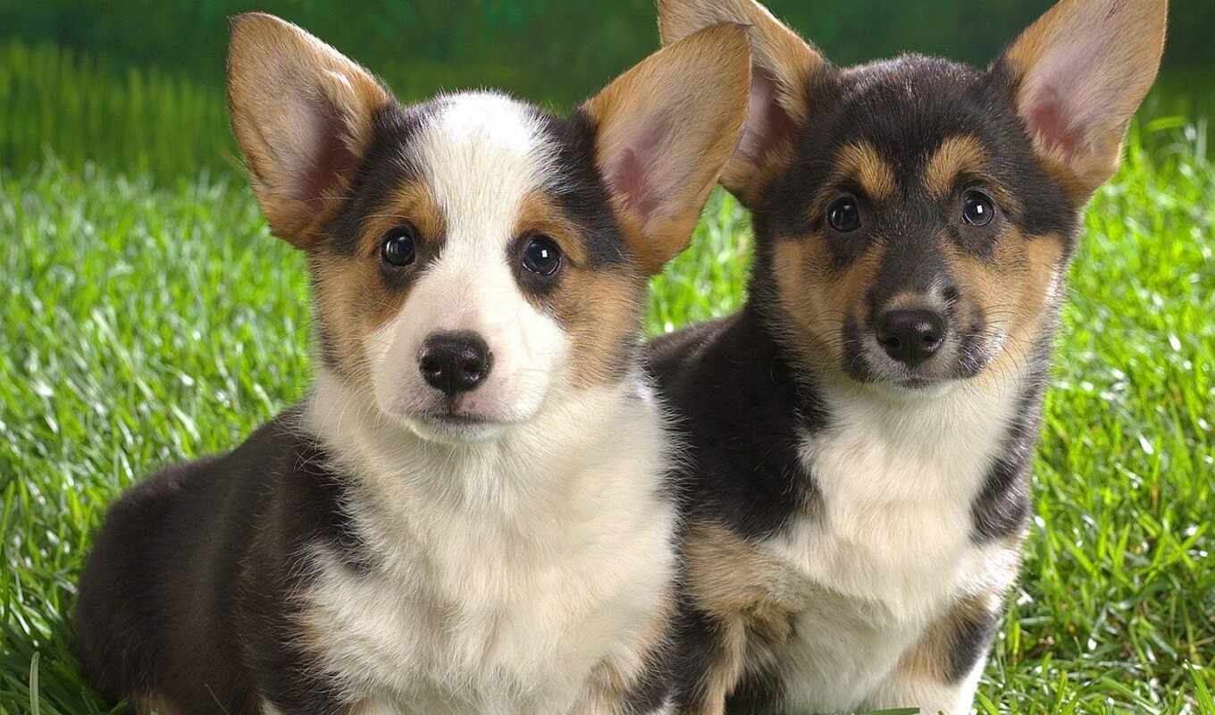 cute, собака, щенок, animal, corgi