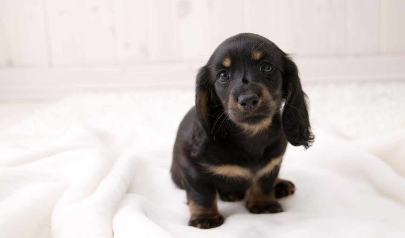 Tan, puppy, animal, dachshund