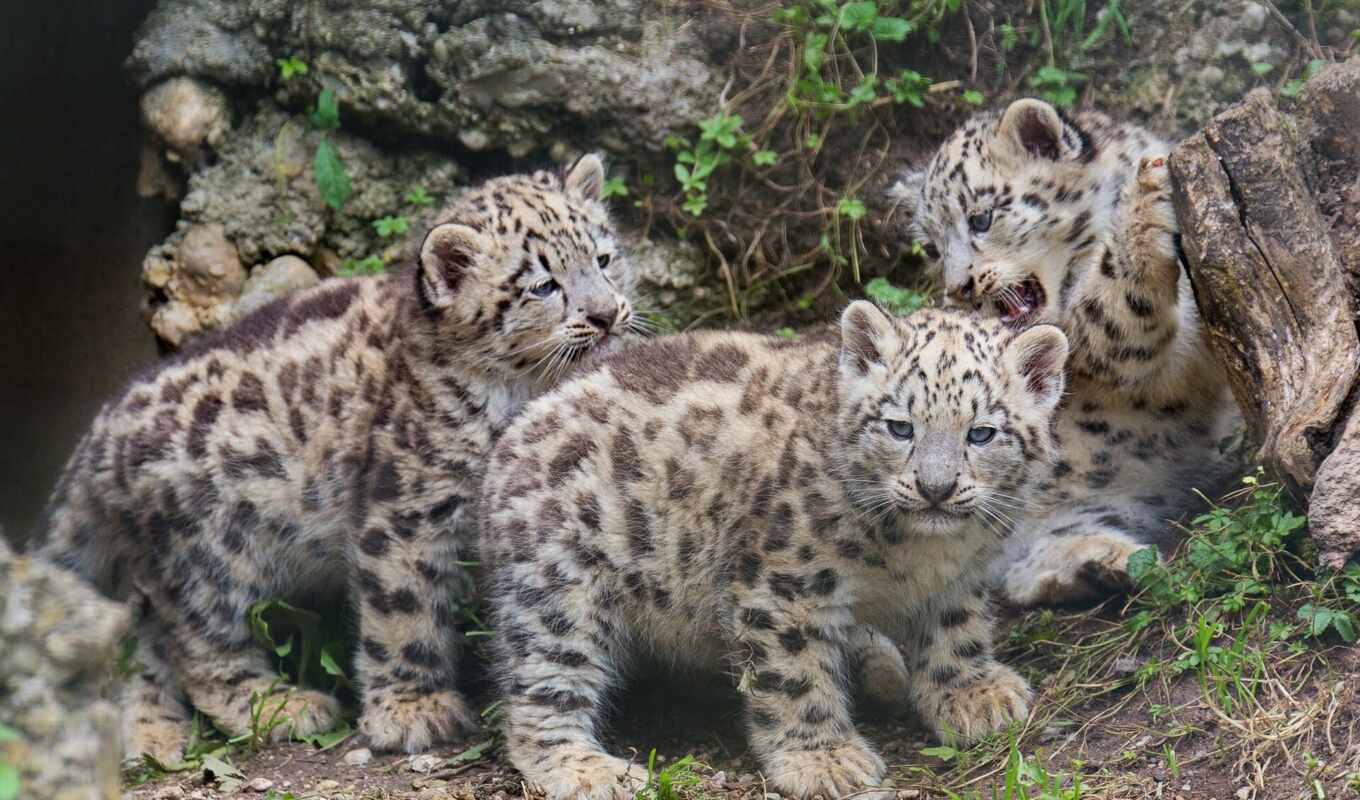 leopard, kitten, cat, small, Africa, siberia, trio, zhivotnye, everything, irbis