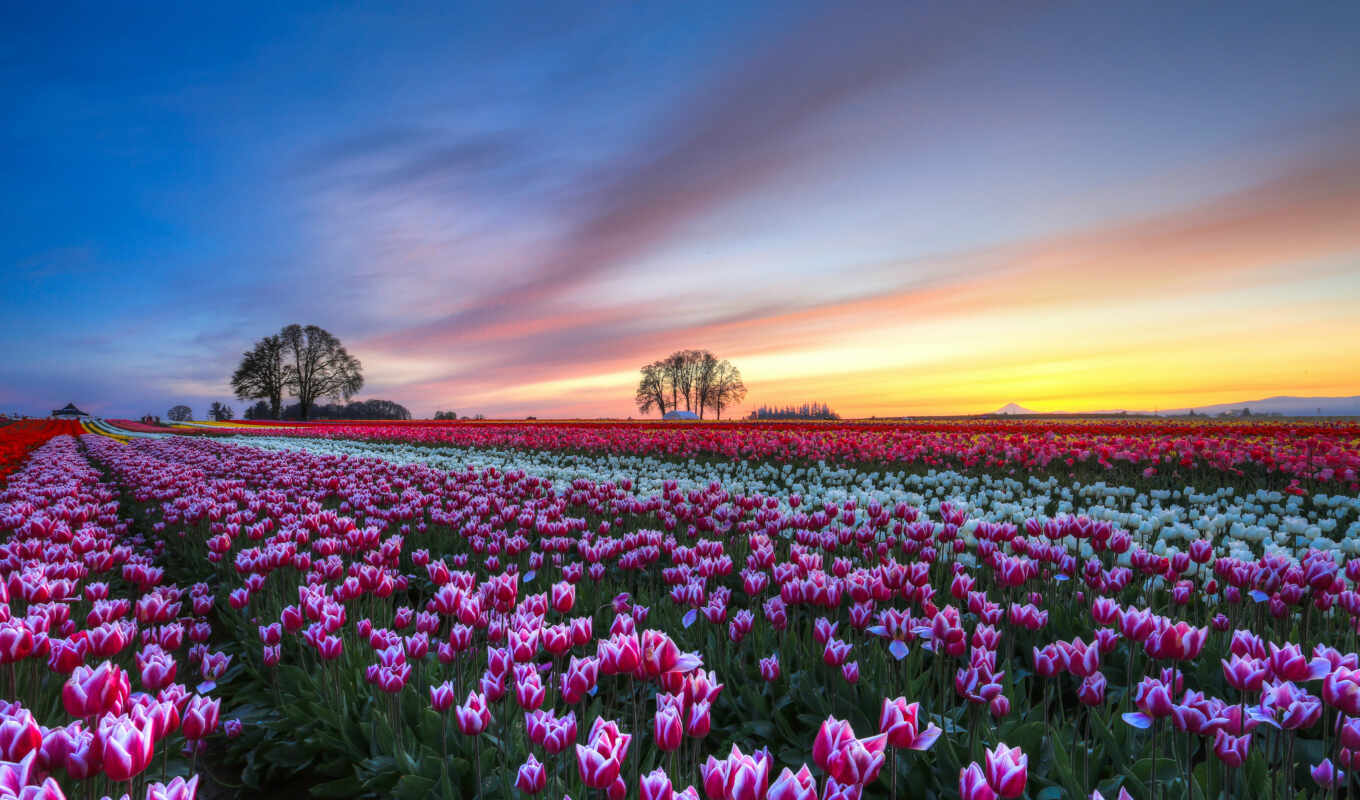 field, evening, trees, multicolored, tulips, cvety, margin