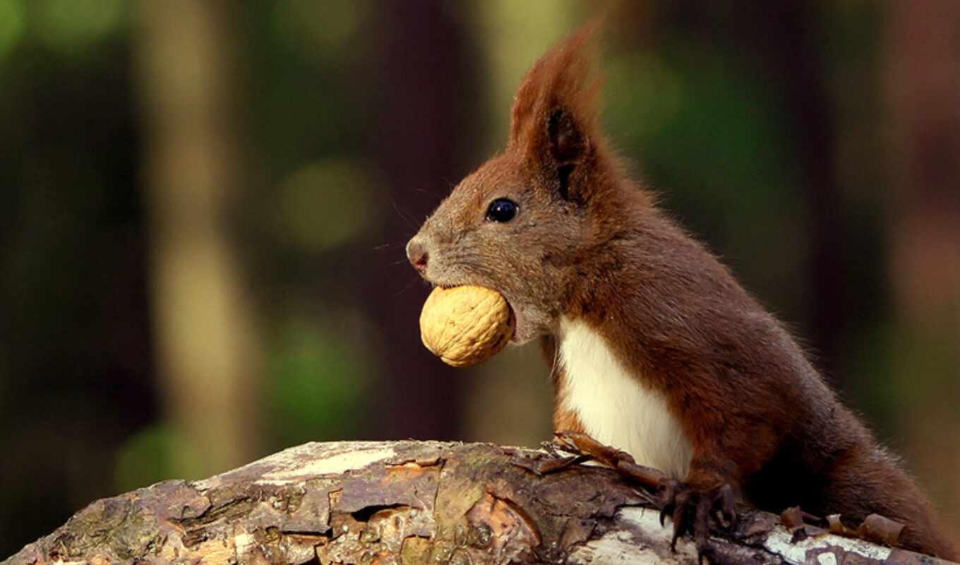 meal, squirrels, nuts, nuts, nut, proteins, nuts, protein, nut