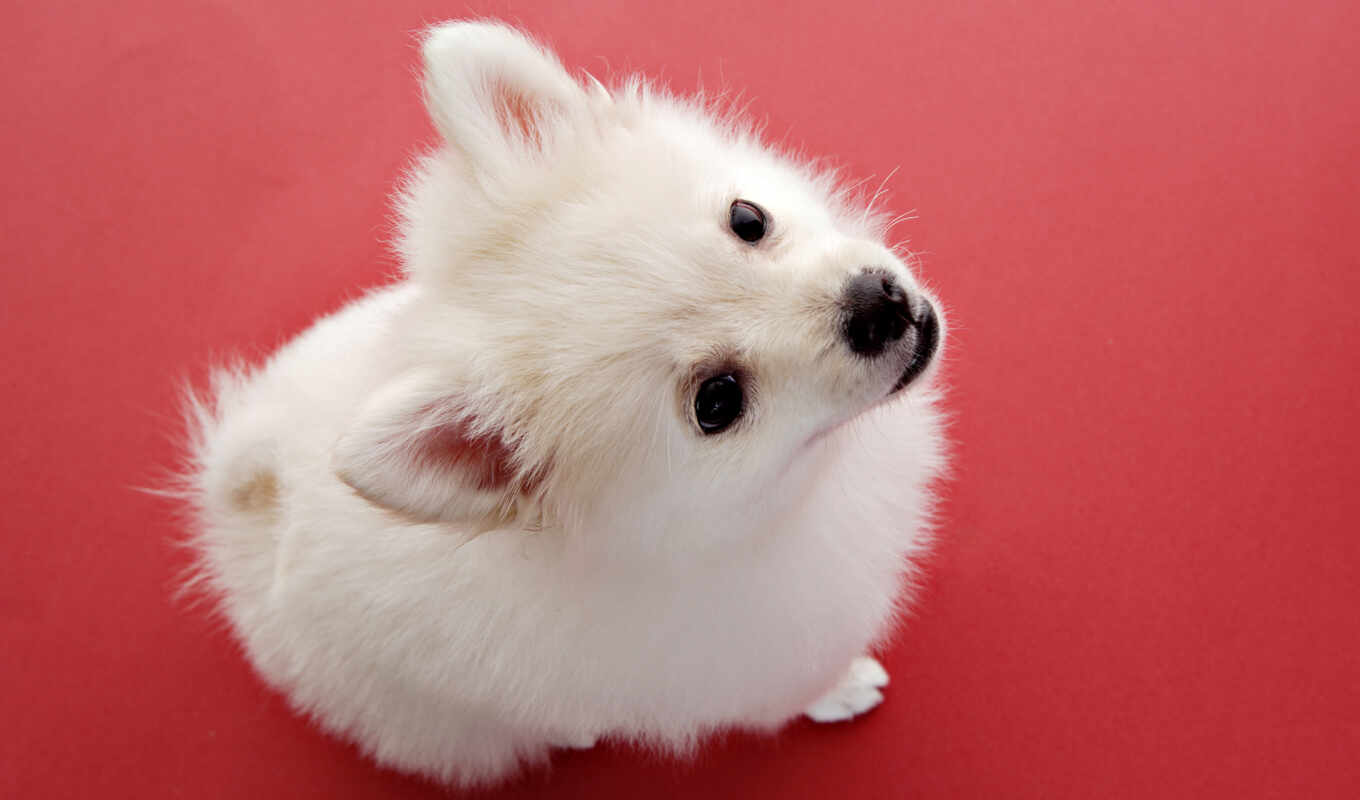 mobile, white, background, red, red, cute, dog, little, ami, classpic