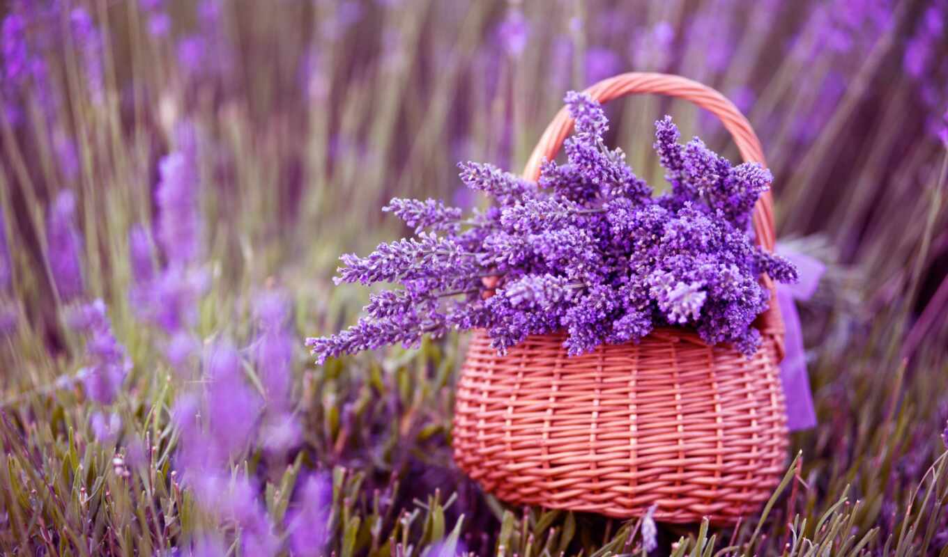 природа, цветы, красивый, lavender, shirokoformatnyi