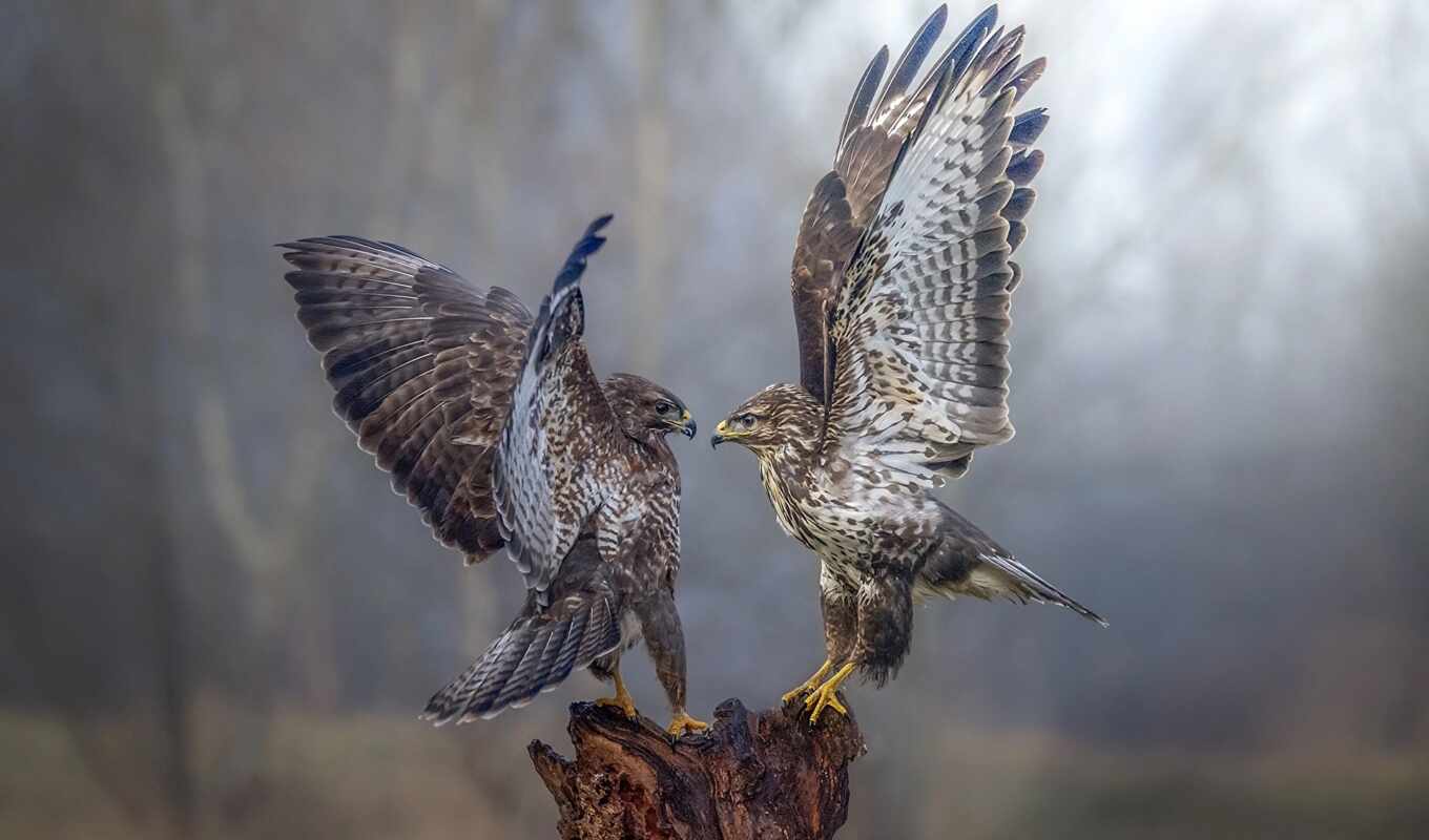 view, predator, bird, animal, open, two, fast, wing, sapsan, sparrowhawk, predatory
