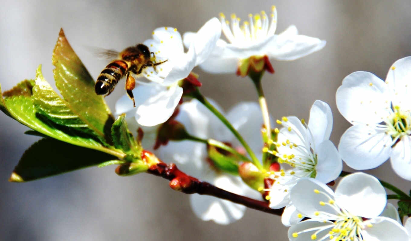 apple, пчелка, цвету, весна