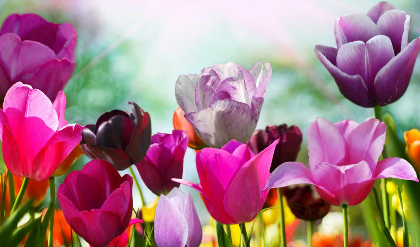 flowers, picture, tulips, tulip, tulips, photo wallpapers, photo printing