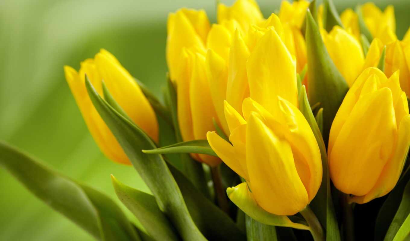 flowers, yellow, tulips, buds