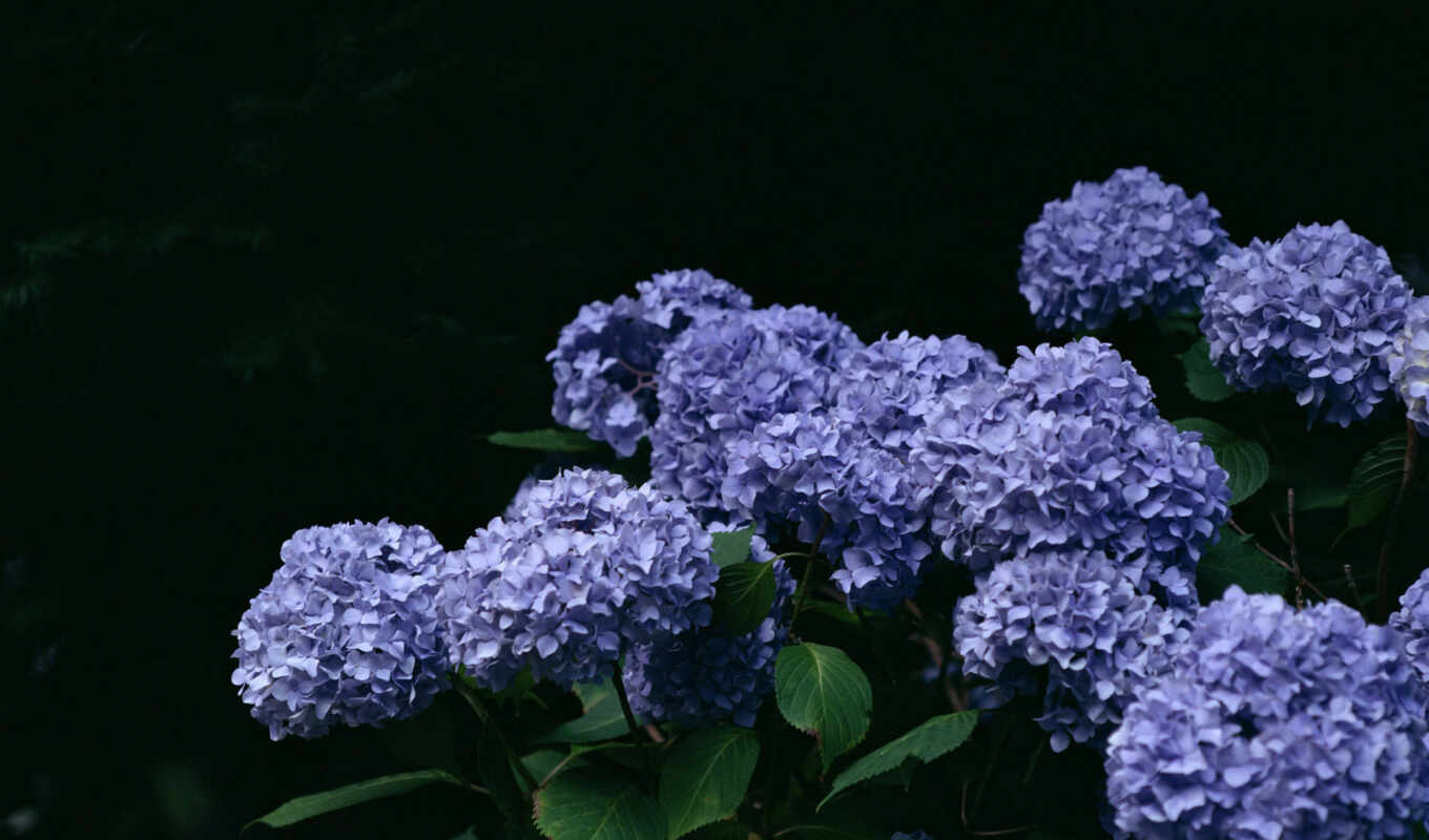 fone, black, pictures, beautiful, lilac, bouquet, hydrangea, beautifully, cvety