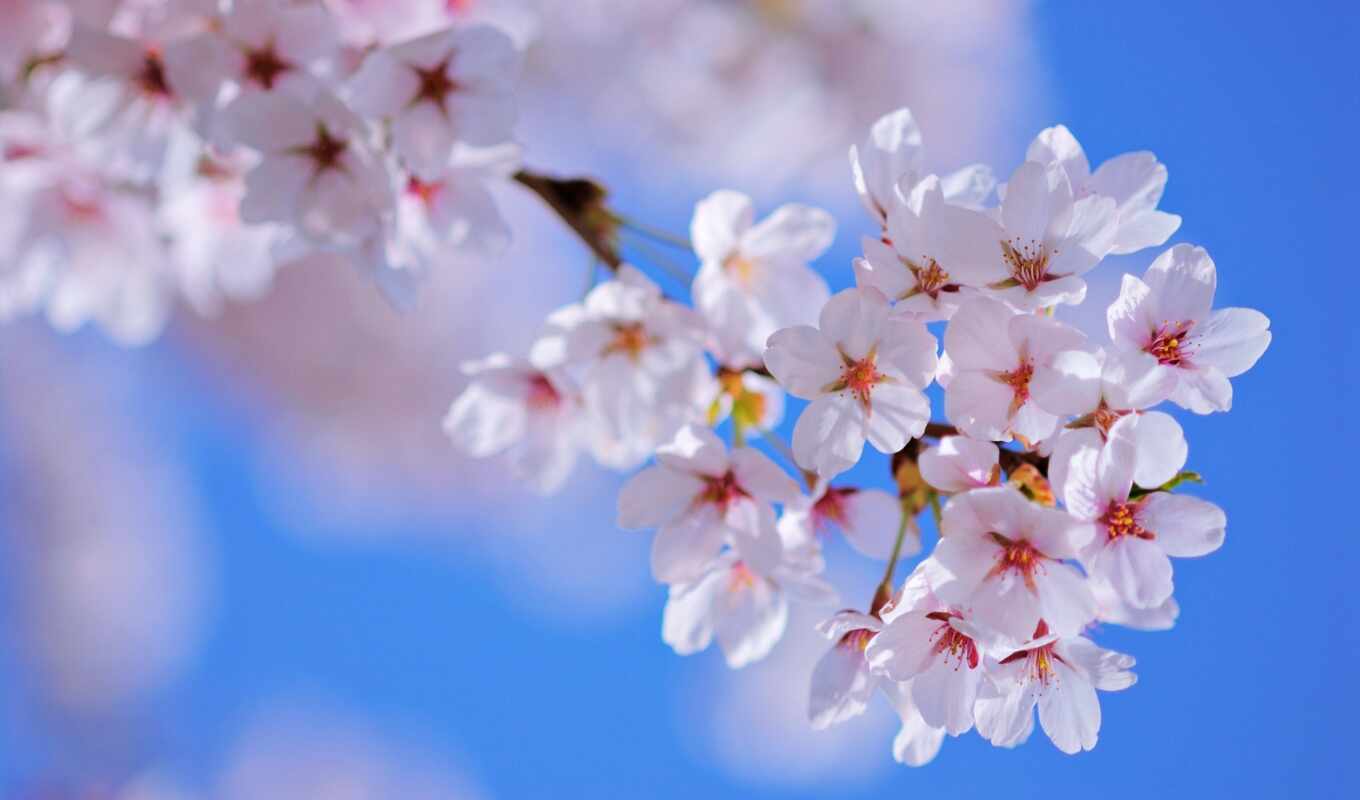 Циановые цветы без смс