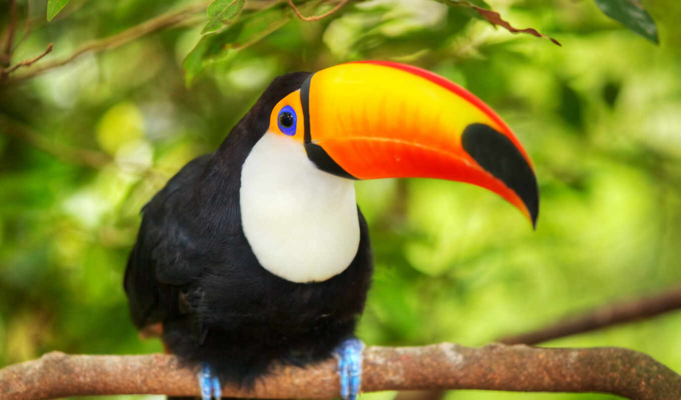 images, kitchens, bird, toucan, cheap, skinned, birds, images, stock, tucan
