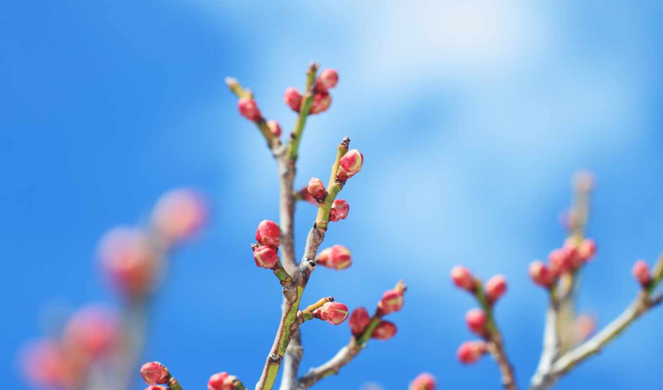one, breath, trees, spring, buds, colour, blooming, spring, kidneys, disables