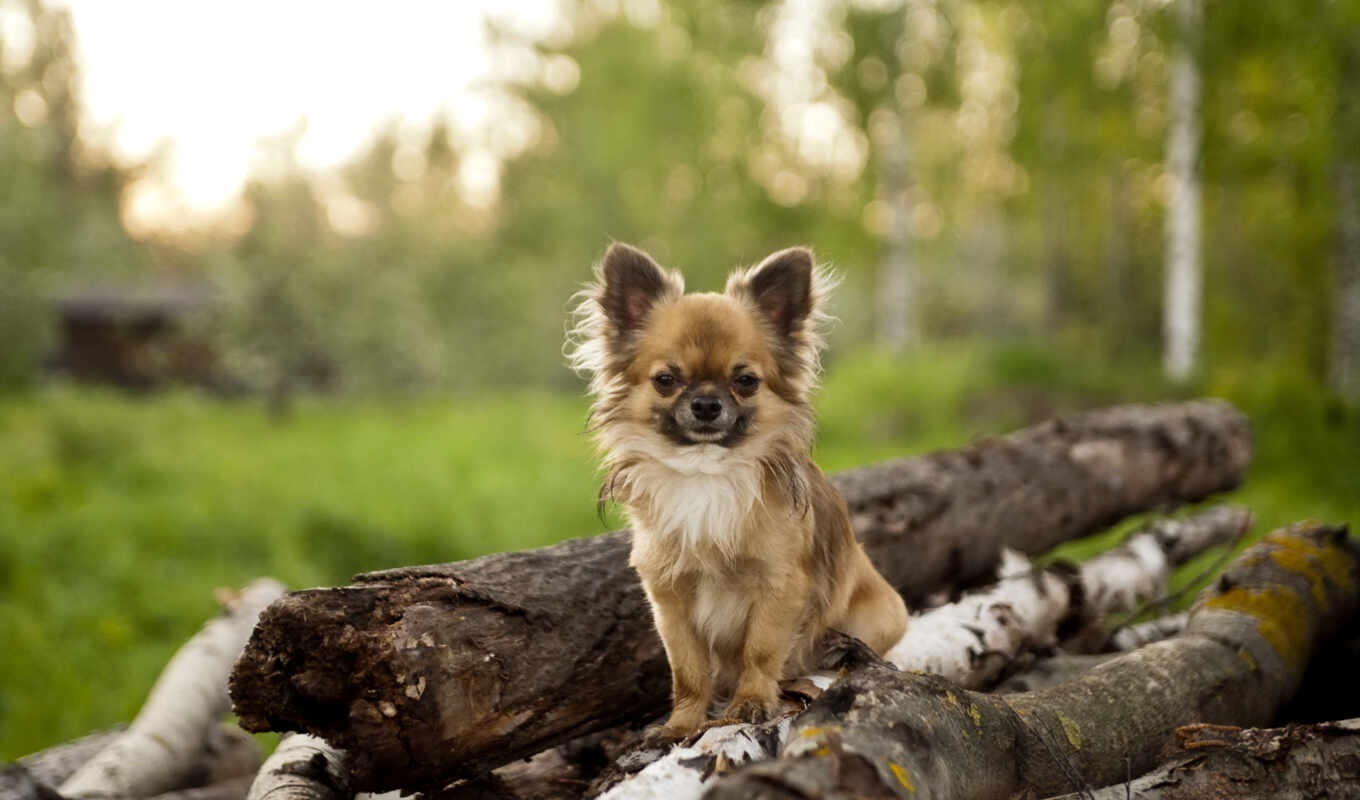 cute, dog, photos, dogs, dogs, cane, standard, nature, chihuahua