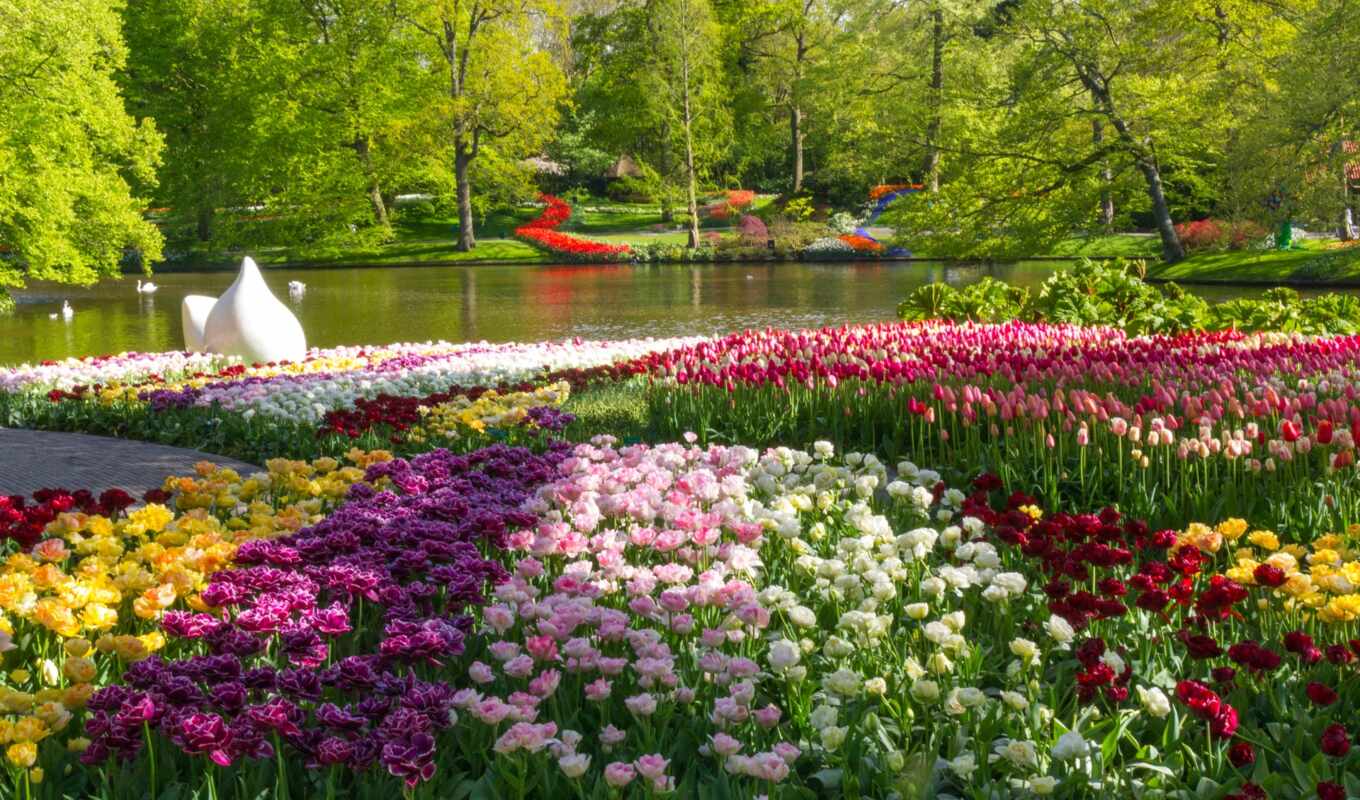 природа, iphone, design, весна, пруд, park, тюльпаны, cvety