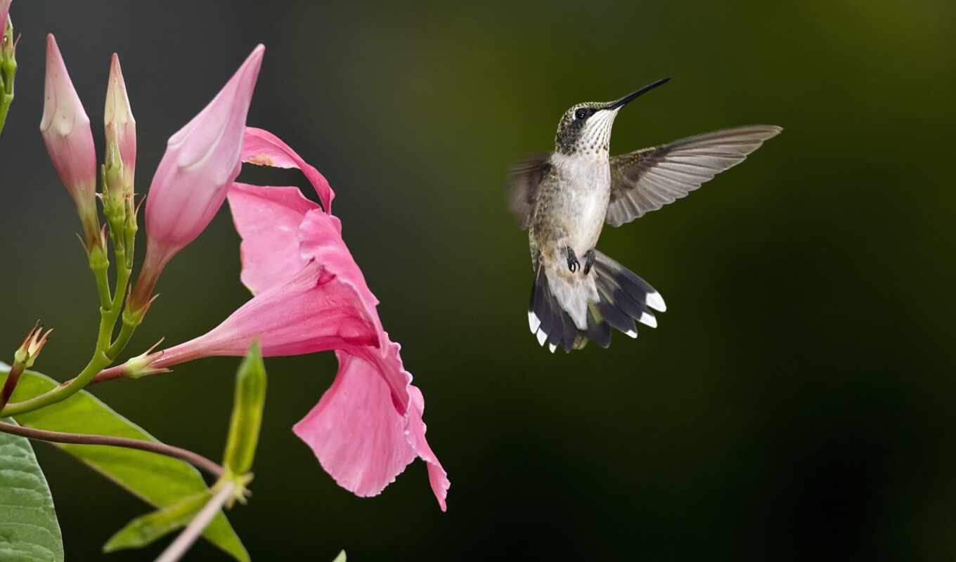 photo, picture, bird, animal, hummingbirds
