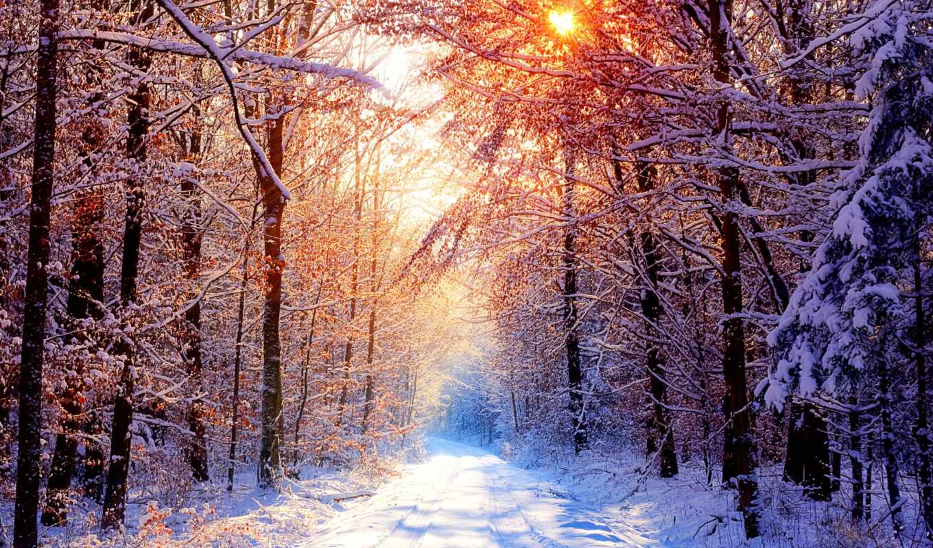 collection, winter, forest, beautiful, path