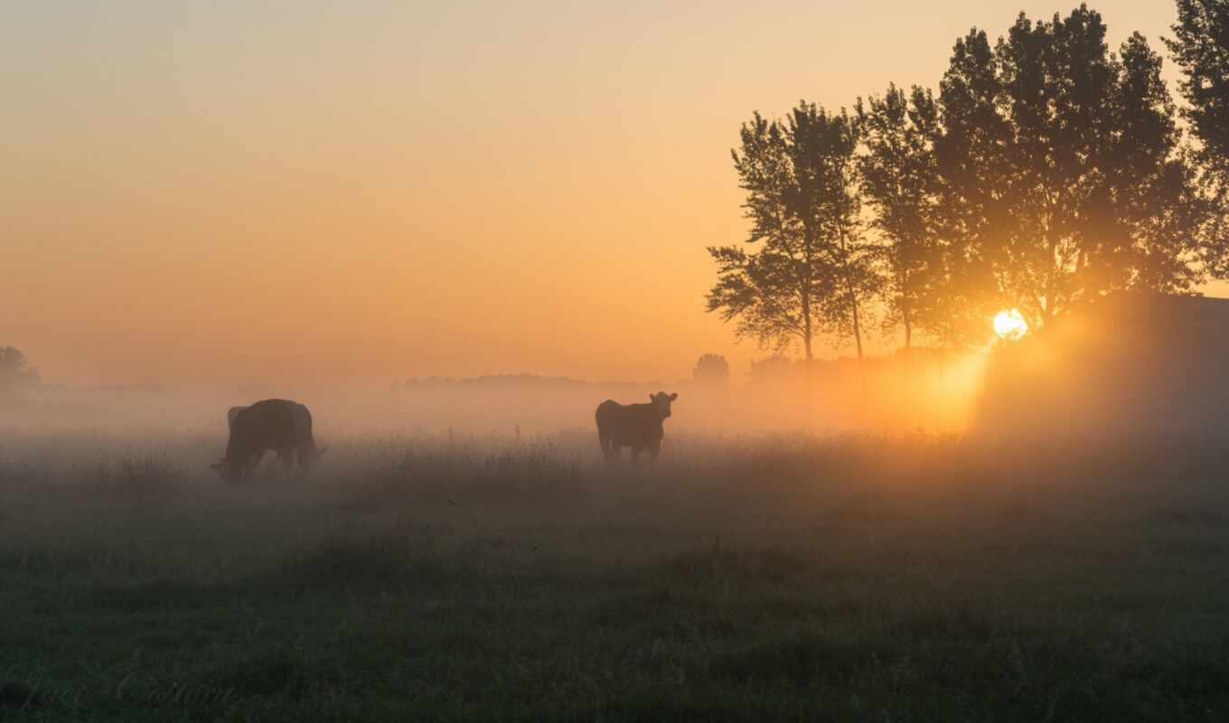 nature, field, branch, morning, fog, cow, steps