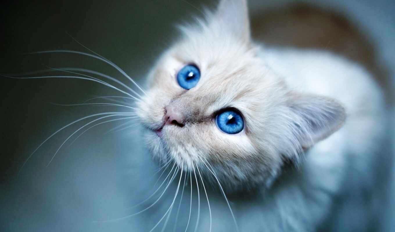 blue, eye, cat, I, background, sweetheart, you, narrow, katzen