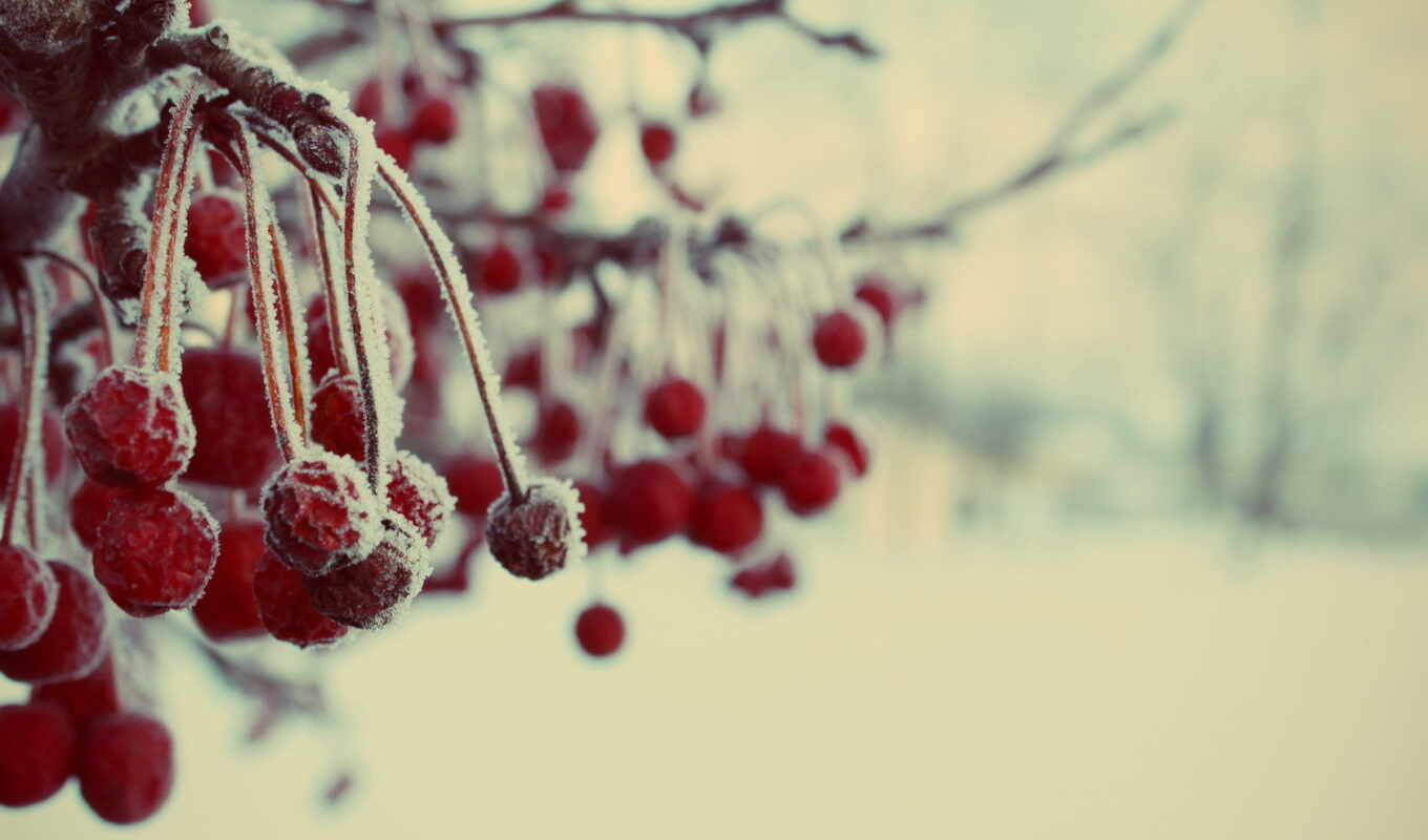 природа, new, снег, winter, год, добавить, плод, freeze, problem, ягода, subcategory