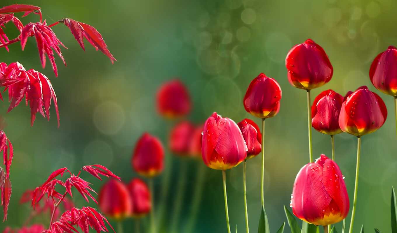 flowers, sheet, background, red, ace, red, dew, blurring