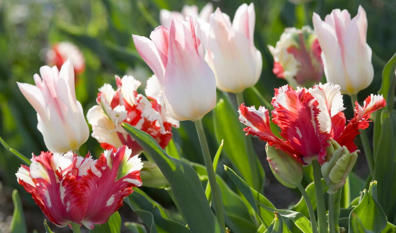flowers, spring, tulip