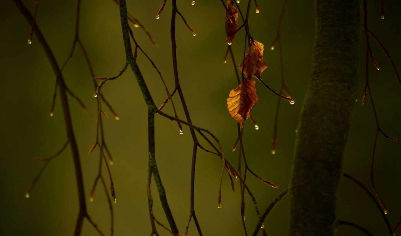 drop, autumn