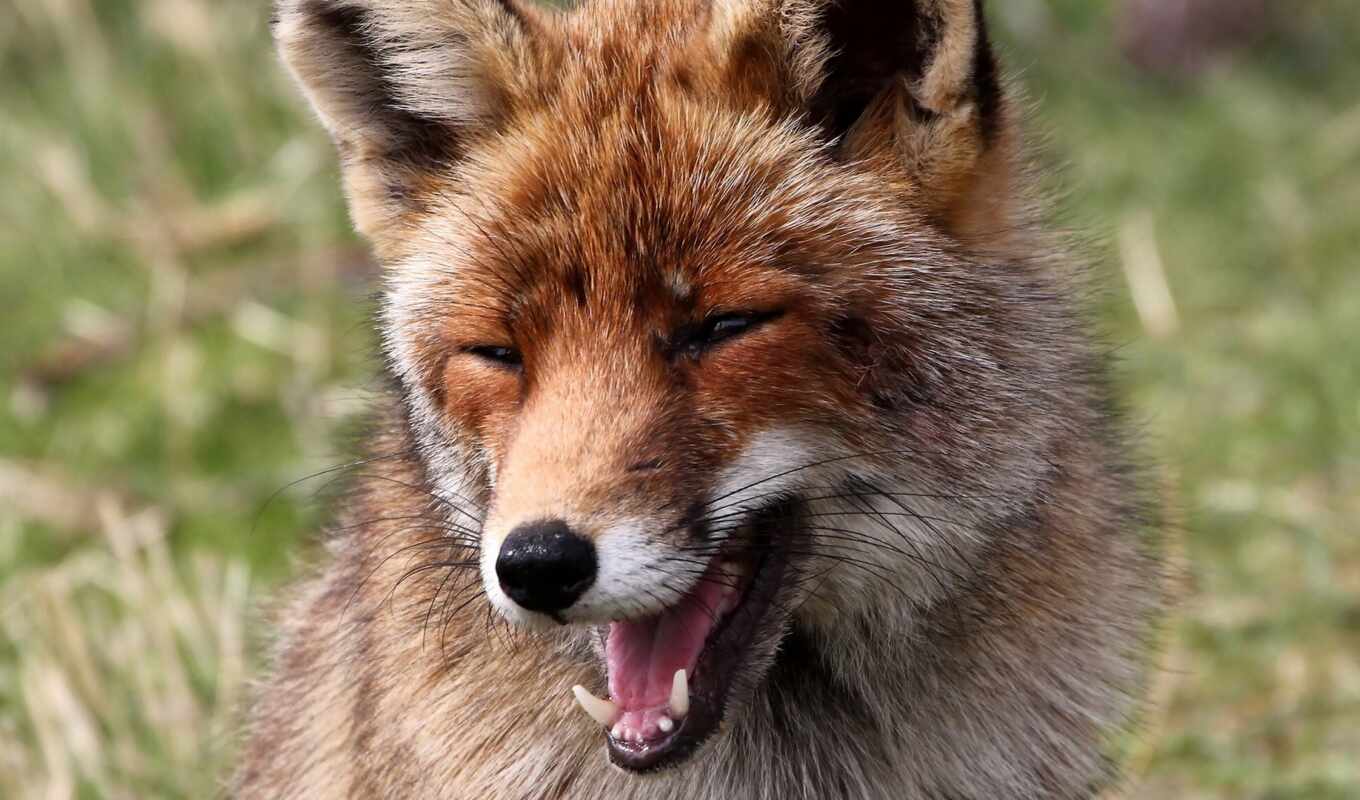 smile, fox
