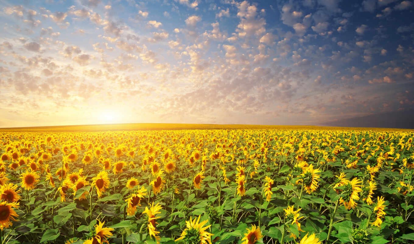 nature, sky, flowers, sun, field, sunflower, sunflowers, photo wallpapers