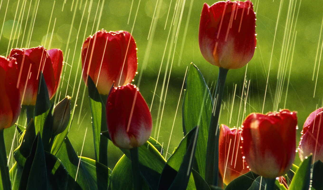 more, rain, red, images, top, flowers, tulips, tulip, falling