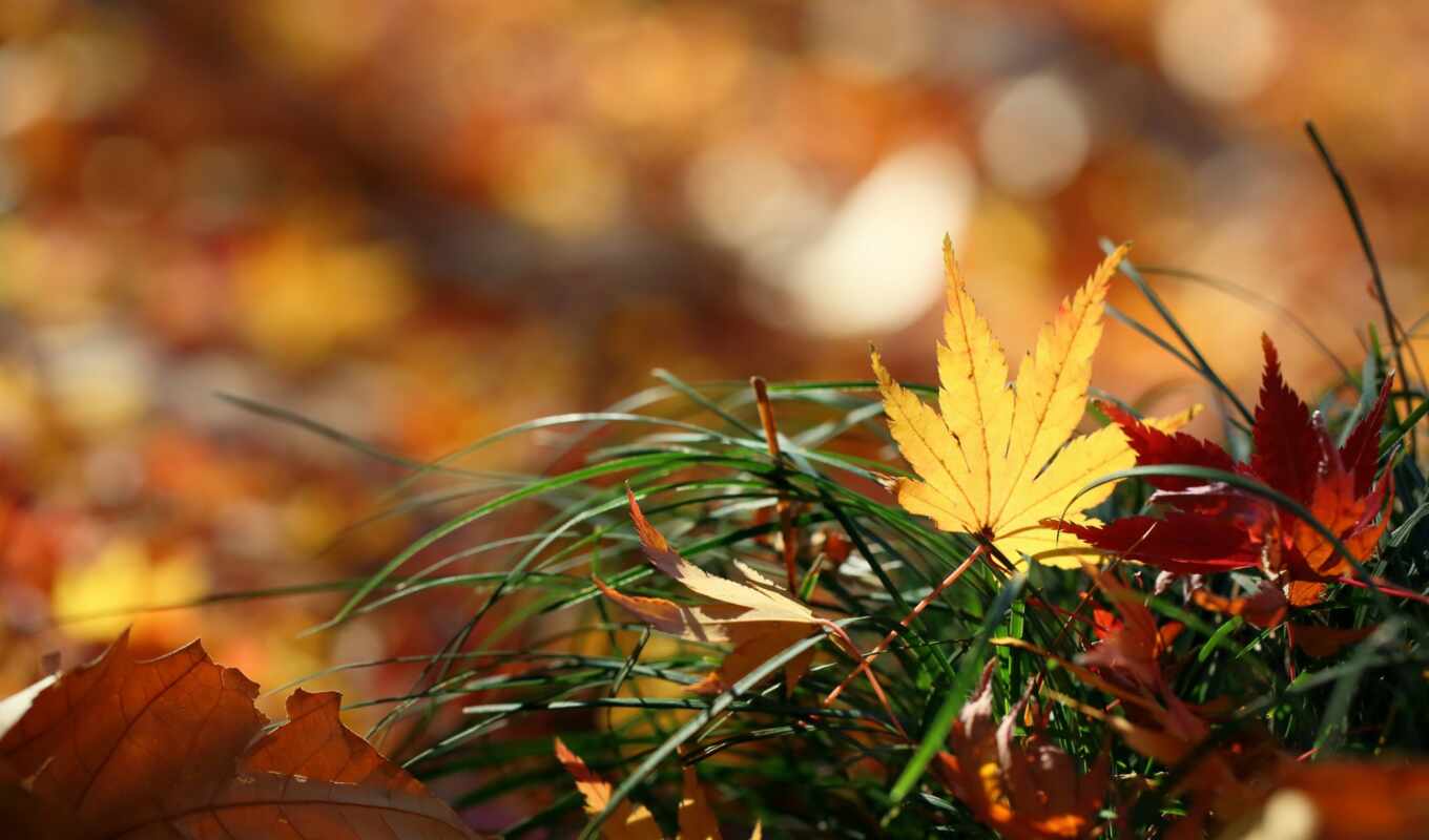 nature, desktop, macro, leaves, autumn, mouth, maple, leaf