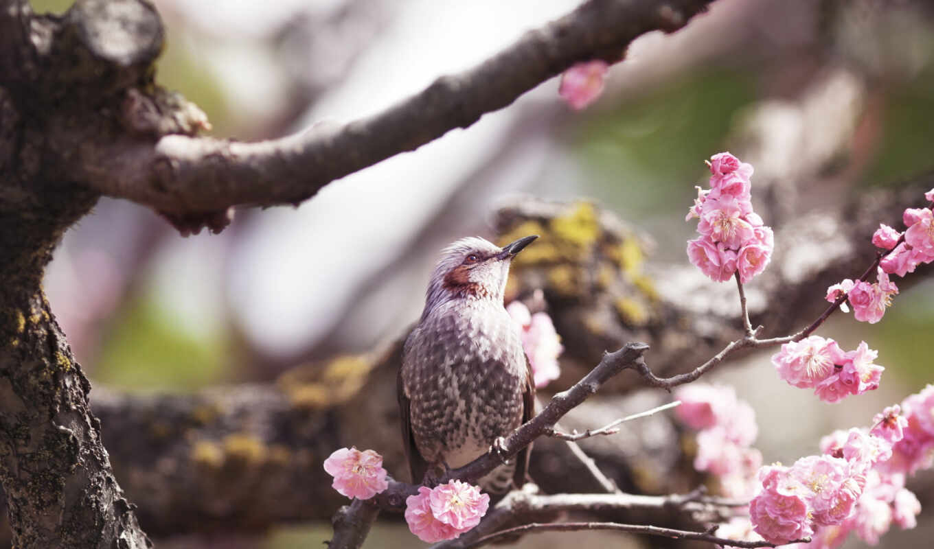 collection, compilation, the best, spring, tree, blooming, trees, birds, colour, birds