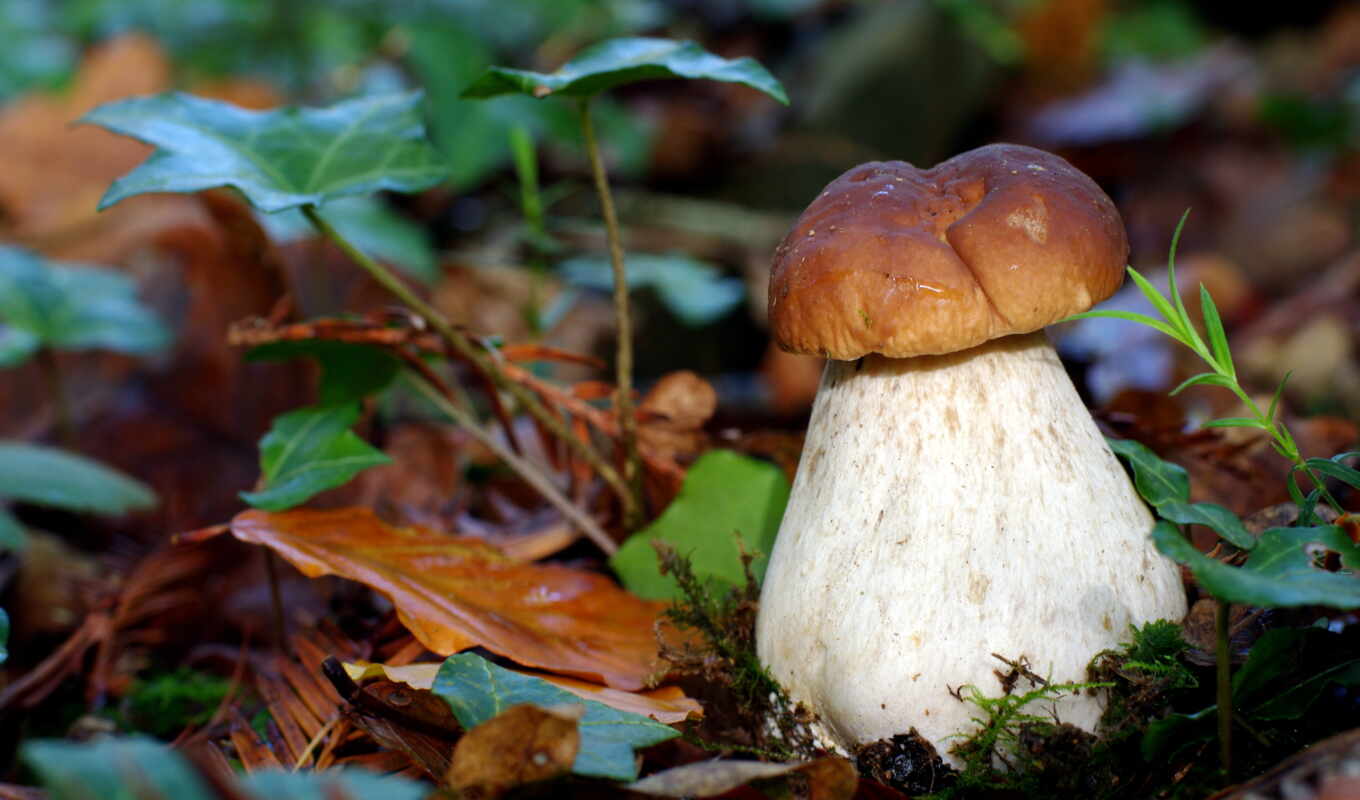 white, белые, белых, mushroom, грибов, грибы