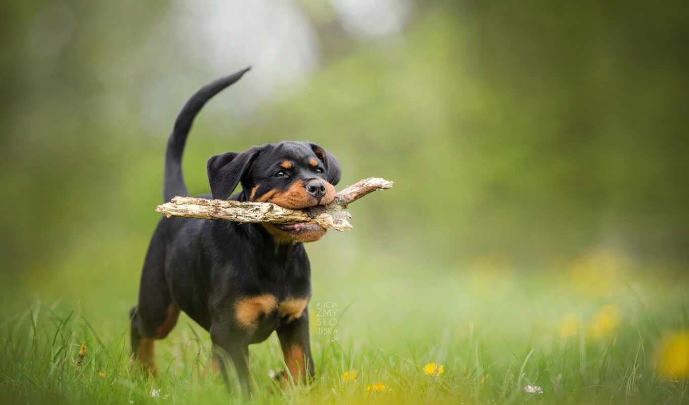 dog, images, puppy, dogs, bokeh, pupils, Rottweiler