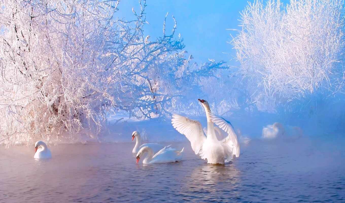 картинка, winter, руб, пруд, лебедь