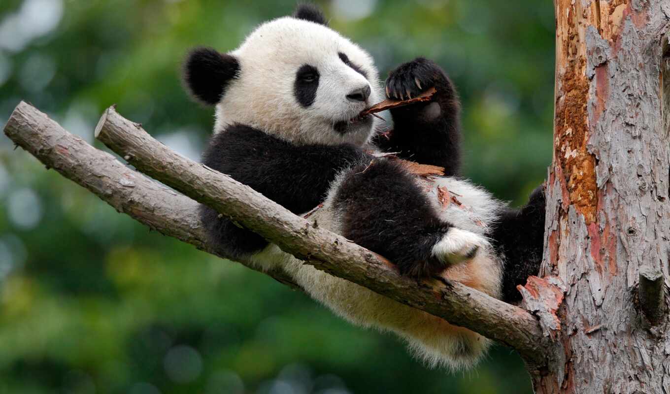 фото, дерево, cute, zoo, панда, animal, funny, baby, гигант, royalty