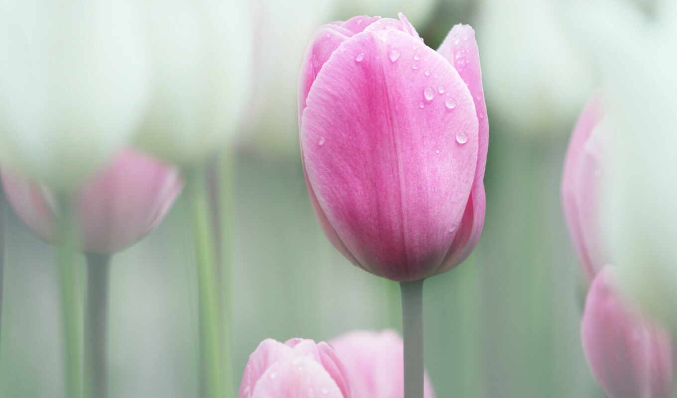 background, pink, dew, tulip, blurring, a drop