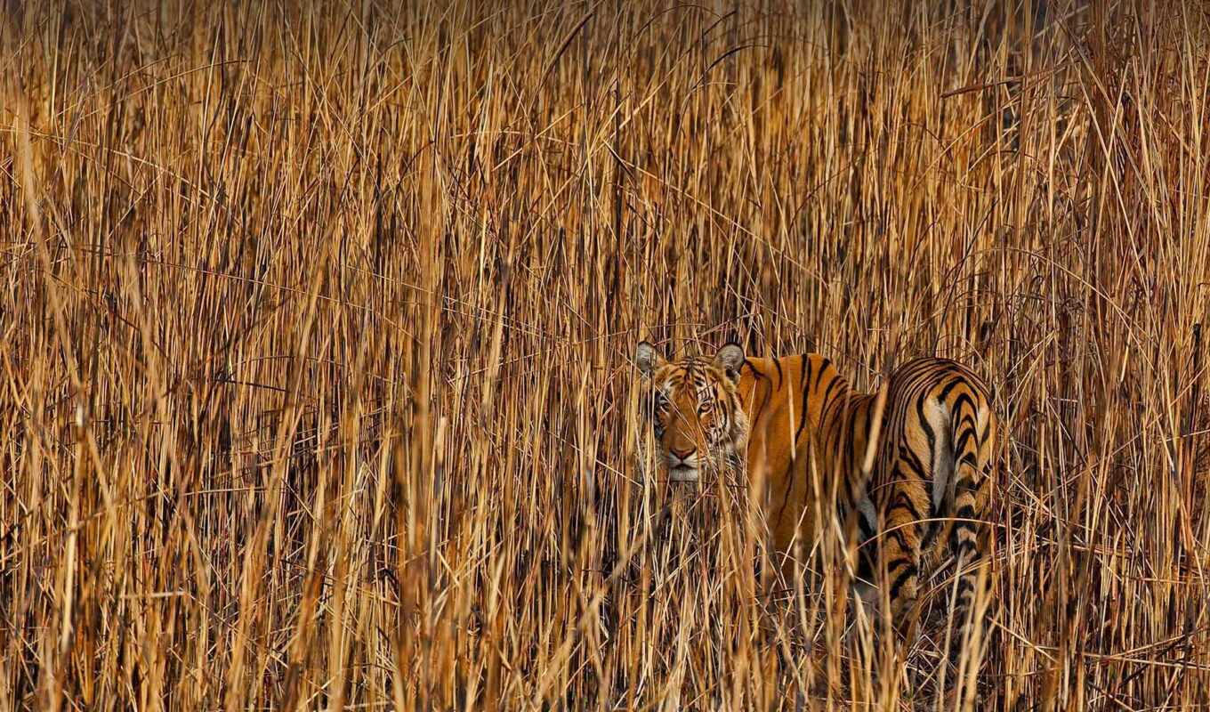 grass, tiger, camouflage, tall