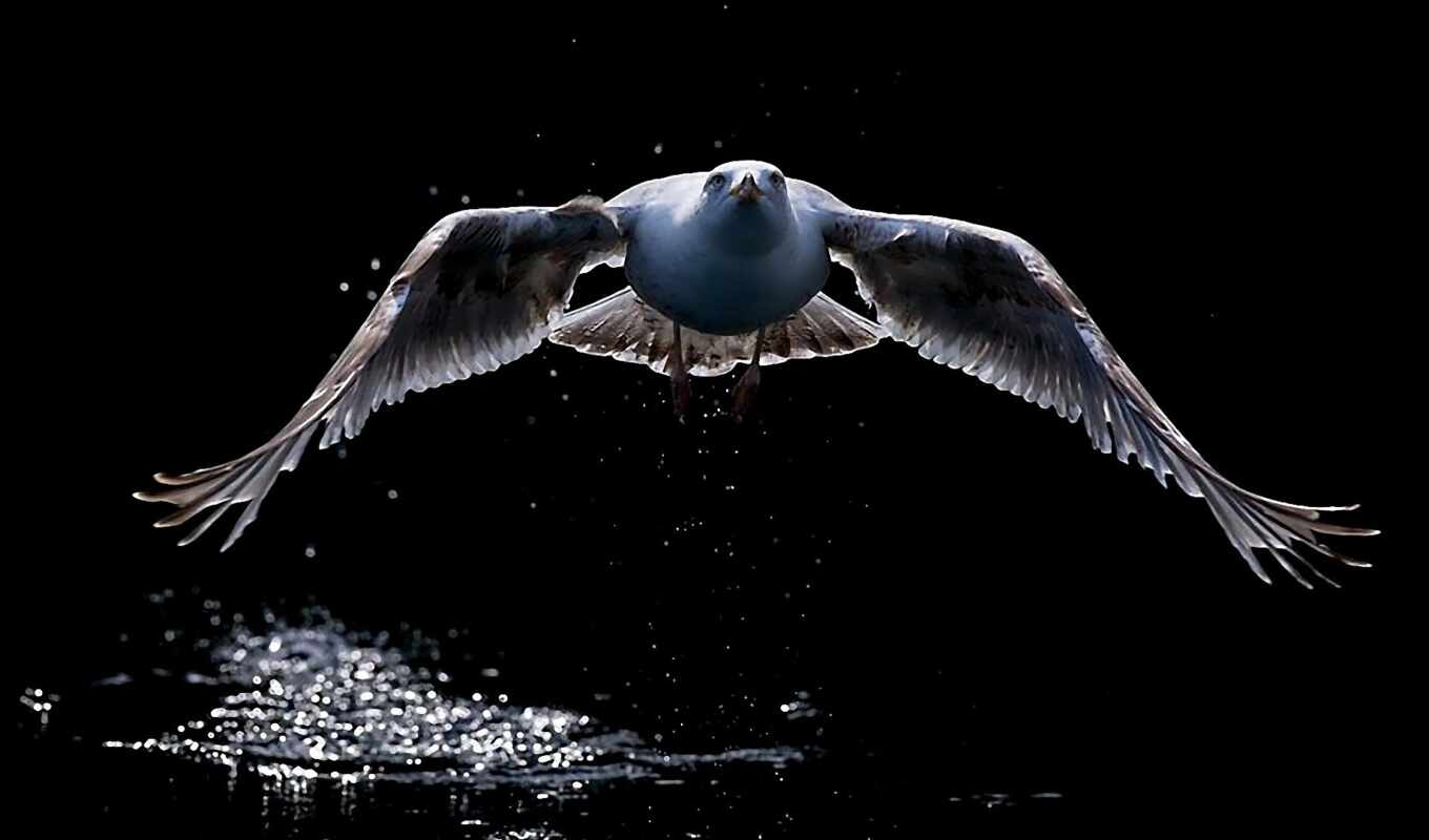 water, bird