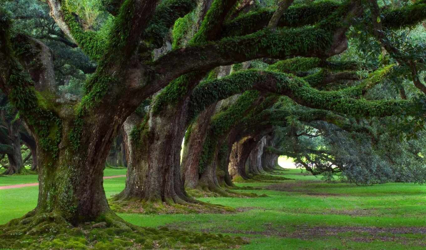 природа, деревья, trees, огромные, корни
