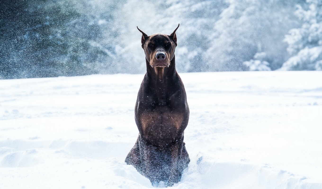 snow, dog, winter, bulldog