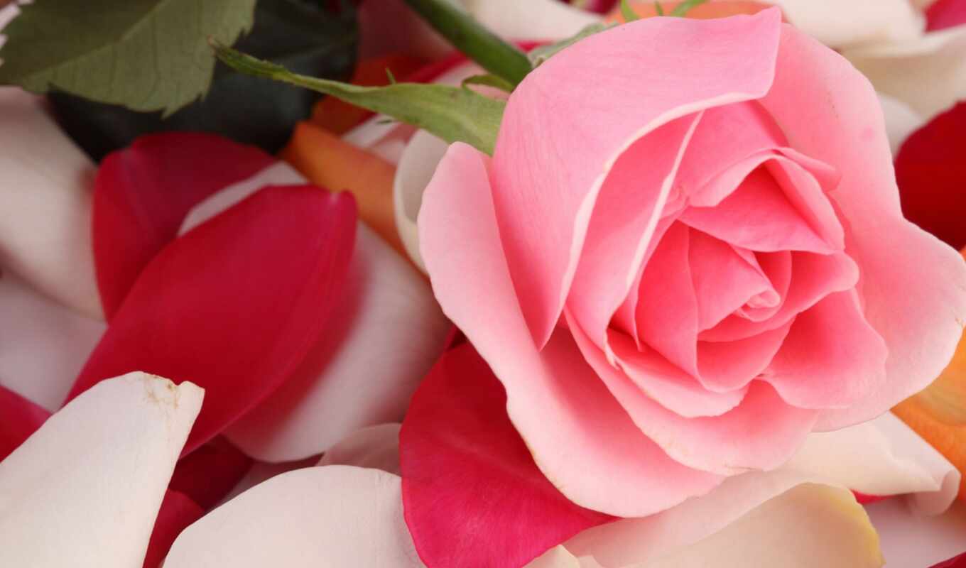цветы, роза, video, капли, макро, розовая, счастья, пожелания, удачи