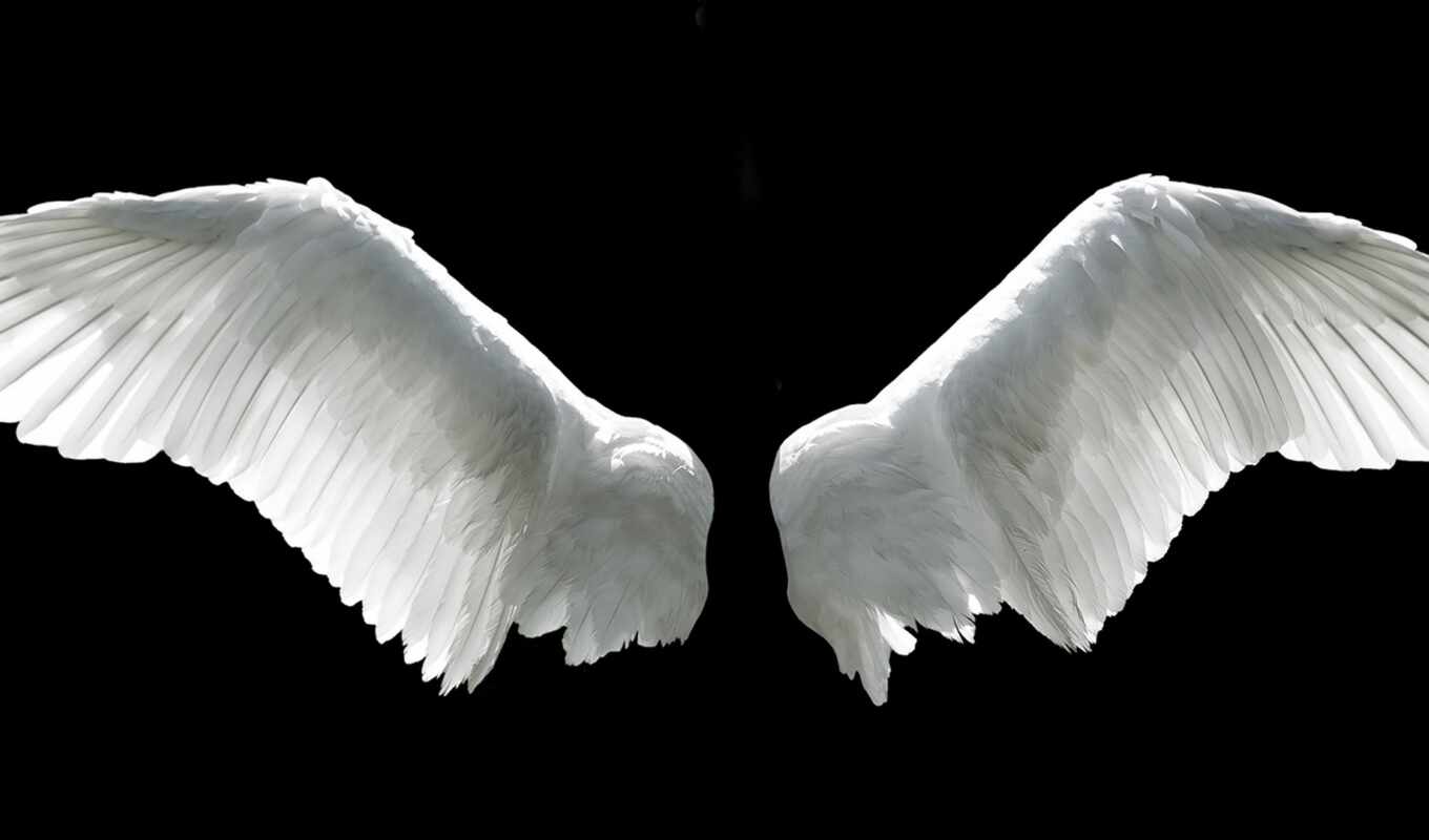 angel, wing, wings
